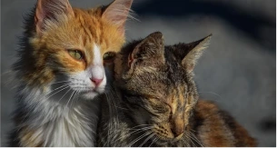 Deux chats blottis l'un contre l'autre, symbolisant la tendresse, l'amitié et le réconfort entre compagnons. Deux chats blottis l'un contre l'autre, symbolisant la tendresse, l'amitié et le réconfort entre compagnons.